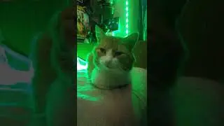 Кот
