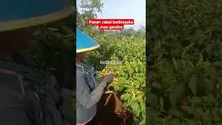 cabai Berbiosaka Joss Gandos#hanikchannel #biosaka #shorts