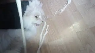 Хвост в ловушке