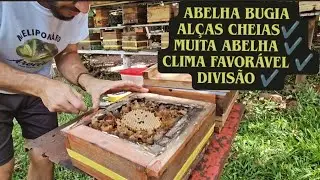 🟡 BUGIA 📦 INVERTED DIVISION 🙃 + EVOLUTION of the BLUE Box 📤! ✔️ #meliponiculture 🇧🇷 #asf #mondury