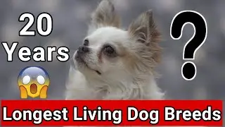 Dog Breeds with Longest Life Span | dog that live many years || 4Legged