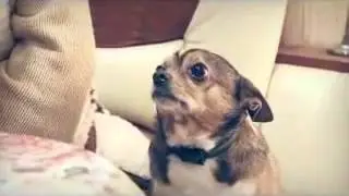 Sad dog from Russia