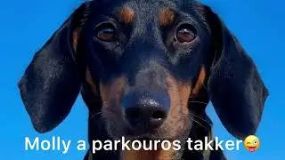 Molly a parkouros takker kislány