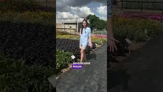 4 сорта базилика, которые должны расти на ваших грядках #сад