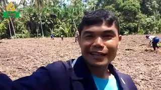 Sarifa Farm: Day- 14 Planting Certified corn