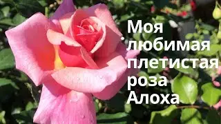 Rose//My favorite climbing rose is Aloha.