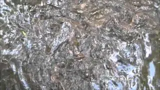 Опять кормим рыб...