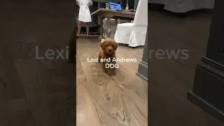 ANDREW AND LEXIS DOG ❤️ #blowthisupforme #fypシ #landrew#edit #lexirivera #andrewdavila #shorts