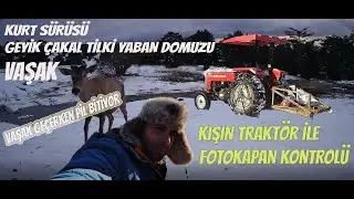 KIŞIN TRAKTÖRLE FOTOKAPAN KONTROLÜNE GİTTİK ! | KURT SÜRÜSÜ, VAŞAK, GEYİK, YABAN DOMUZU 