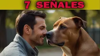 ¿Qué ACCIONES MUESTRAN QUE TU PERRO CONFÍA EN TI? 🐕❤️
