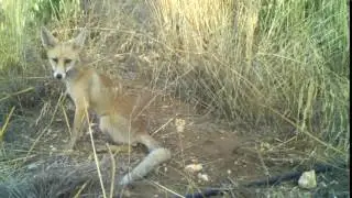 Kızıl Tilki - Red Fox