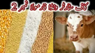 Calf Starter Wanda Formula Made At Home |  HomeMade Calf starter | Dr Noman Ali Hamza Hindi/Urdu