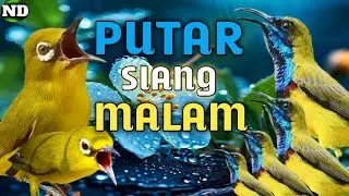 Terapi pleci + Masteran sogon siang malam !! materi mewah