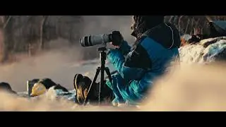 Лебеди – кликуны
