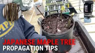 Pruning and Propagating Japanese Maple Trees the Easy Way AND Limelight Hydrangea Update