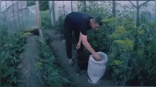 Йод и Зола польза для Томатов и удобрение для всего огорода