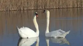 Swans dancing in the water....