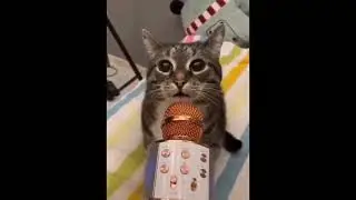 Приколы с кошками и собаками