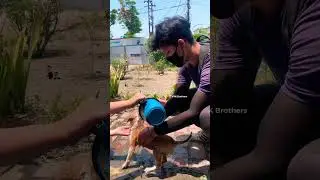 puppy swimming in air#giving bath to puppy on a hot summer day#puppy#dog#animallover#summer#bathing#