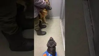 Все ужиться не могут 