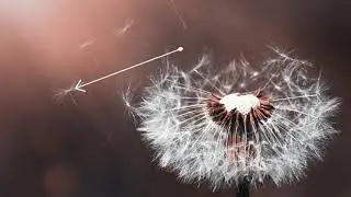 Pollinating agents