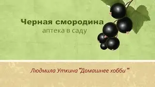 Аптека в саду.  Черная смородина- кладезь витаминов.