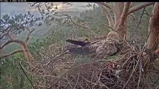 3/5/24 ☀️🦅 Sudden Sunshower of Snow at Dusk! 🌄❄️ Внезапный солнечный-снегопад в сумерках!