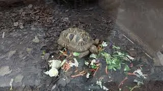 မြန်မာ့ကြယ်လိပ် Vs အိန္ဒိယကြယ်လိပ် 🙂😉 Burmese star tortoise & Indian star tortoise ~ Taiwan Zoo