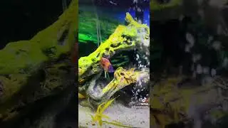 African cichlids