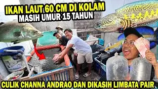 EDAN!! BOCIL 15 TAHUN KOLEKSI CHANNA SAMPAI IKAN LAUT MONSTER DI KOLAM TARPAL