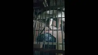 Cendet miyik ini Solusinya