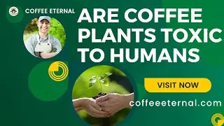 🟤📗 Are Coffee Plants Toxic To Humans! 👔🧲