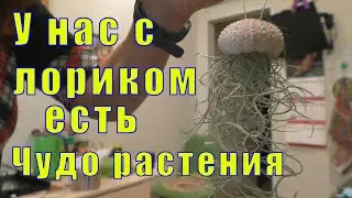 ПРЕДАННАЯ ГОЛУБКА/ У МЕНЯ С ЛОРИКОМ ЧУДО РАСТЕНИЕ ПОЯВИЛОСЬ / 25 и 26 июня 2023