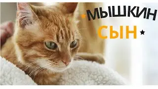 Мышкин Сын.КОШКИ Смешные Кошки Приколы Кошками  и котами 2022 RedCat Рыжий кот #коты #кошки #приколы