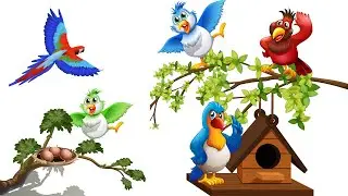 Birds for baby learning | Birds name in english | Various birds name | Kids learn bird 