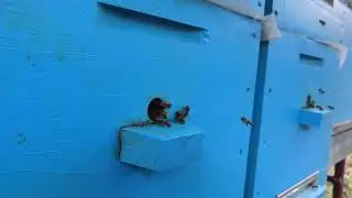 Отправить