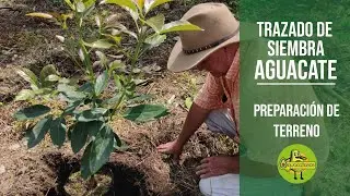 ¿Cómo TRAZAR un surco de aguacate y cómo HACER el HOYO y PREPARADO de terreno para siembra?