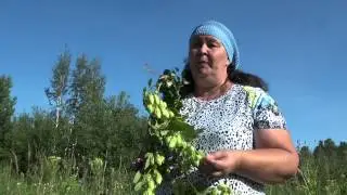 ХМЕЛЬ || Полезные свойства и применение