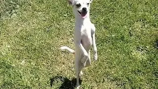 funny video dog dancing
