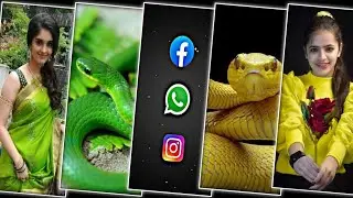 Hai Re Nagin Gori 🐍New Viral Status EditingTutorial in Bangla |#সাপ_এর_ছবি_দিয়ে_স্ট্যাটাস_এডিটিং
