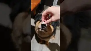 Triton LOVES Rice! (Finnish Lapphund Puppy)