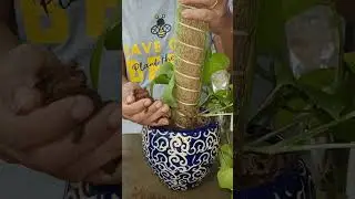 Hack to climb pothos on a coir/moss stick #moneyplant
