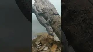 Zero's temperament #tokaygecko#tokay#gecko#exoticpet#lizard#reptile#like#subscribe#youtube#news