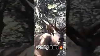 Gets the heart pumping every time!  #elk#elkhunting#elkcalling