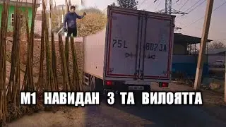 #павлония