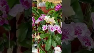 Домашнее цветение