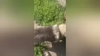Чтобы убрать территорию у собак нужен целый день...
