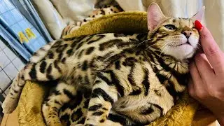 Бенгальский кот🔥 #Bengal_cat #like ❤️❤️❤️