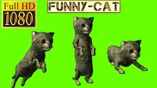 cat funny video / cat green screen background video / cat running template effects / fighting cat