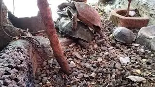 Kura-kura kawin di kolam ikan.. 🤭😊